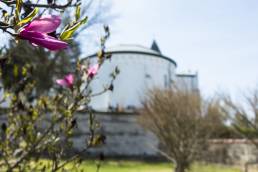 A magnolia blooms outside the abbey church